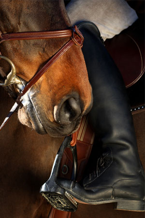 Close Up of Horse and Rider